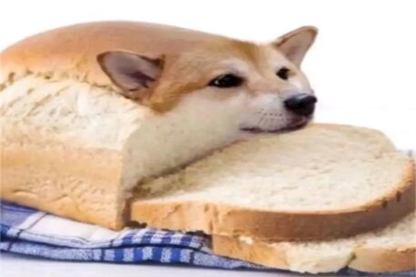 ʲô?ͷ(԰)