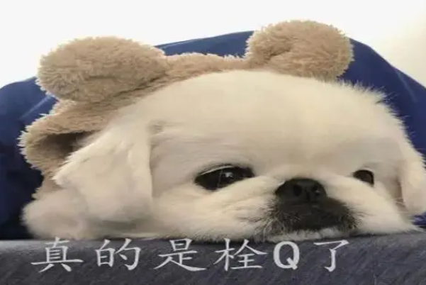 ˩qʲô?/ĳ(thank youĿն)
