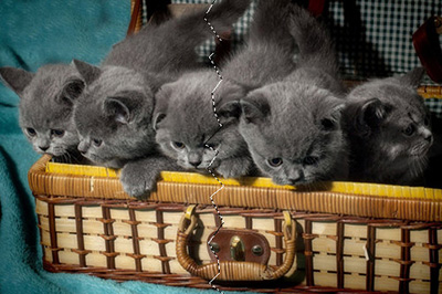 PSƬ˺ЧӣƬ˺Чͼ