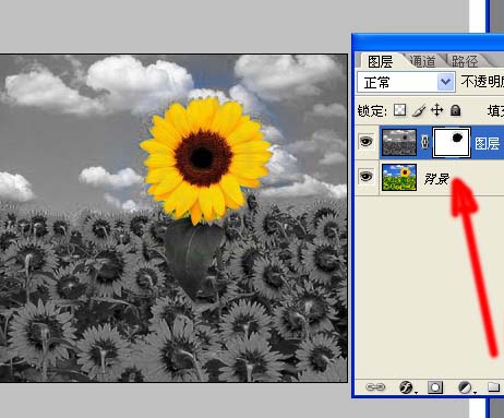 photoshop̳